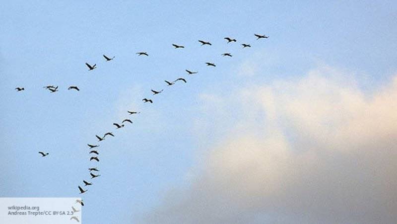 Ученые планируют использовать ИИ для отслеживания ночных миграций птиц - politros.com
