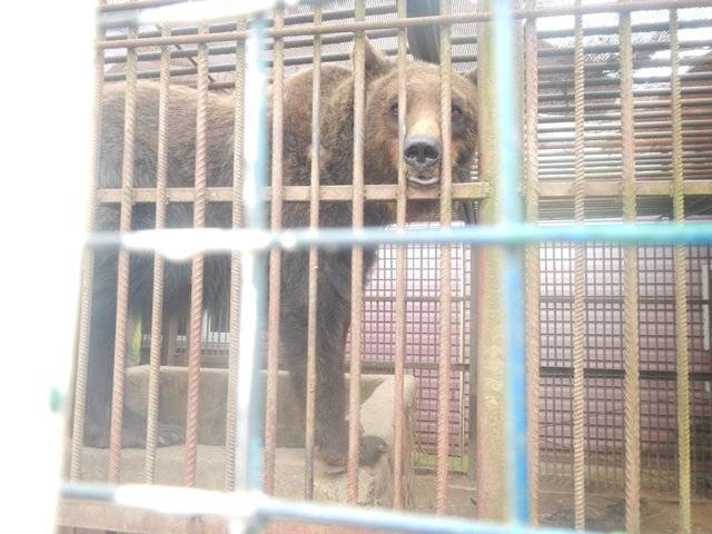 Полиция проверила условия содержания медведицы в Смоленской области - readovka.ru - Россия - район Сафоновский