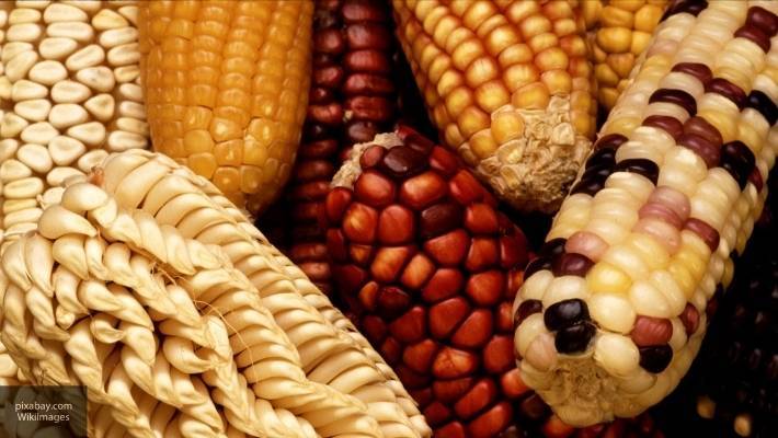 Специалисты доказали, что ГМО-продукты не опасны для здоровья человека - newinform.com - Россия