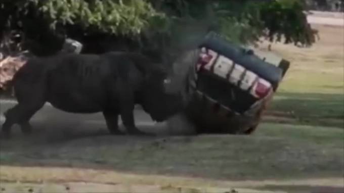 Видео из Германии: В национальном парке носорог напал на авто  с человеком внутри - piter.tv - Германия