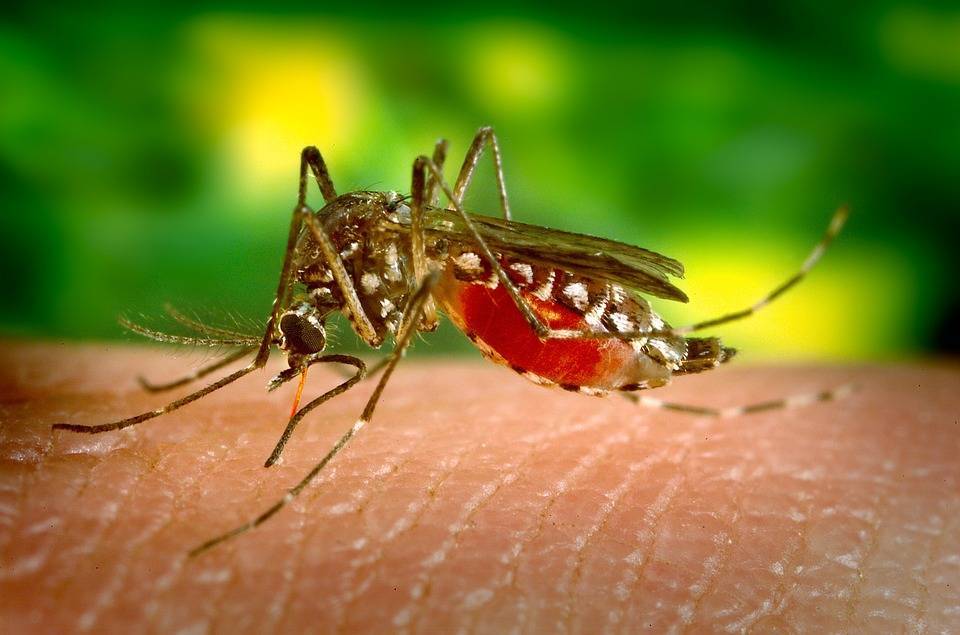 Ученые выяснили, что спасает от комаров - Cursorinfo: главные новости Израиля - cursorinfo.co.il
