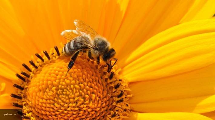 Телеведущий Беар Гриллс едва не скончался от укуса пчелы - newinform.com