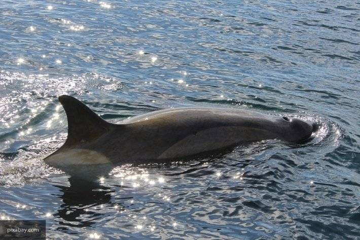 Северные гладкие киты могут исчезнуть через 20 лет - newinform.com - Washington