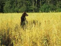 Центрально-Лесной государственный заповедник приглашает понаблюдать за медведями на овсяных полях - ТИА - tvernews.ru