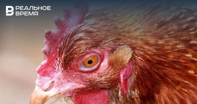 В ДТП в Китае пострадали три тысячи куриц - realnoevremya.ru - Китай - провинция Шаньси