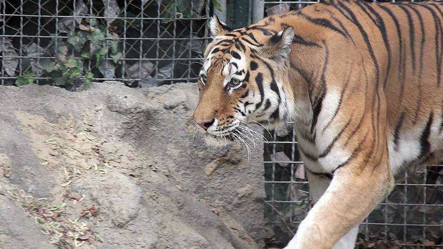 В Индии бенгальский тигр погнался за мотоциклистами (ВИДЕО) - mir24.tv - India - штат Керала