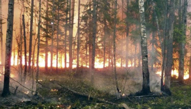 Илья Гомыранов - Эксперт рассказал, кому из насекомых выгодны лесные пожары - newtvnews.ru