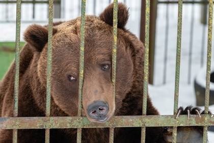 Российский мэр спас трех истощенных медведей - lenta.ru - респ. Ингушетия - Оренбургская обл. - Магас