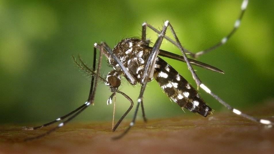 Ученые установили, почему одни люди привлекают комаров больше других - politros.com