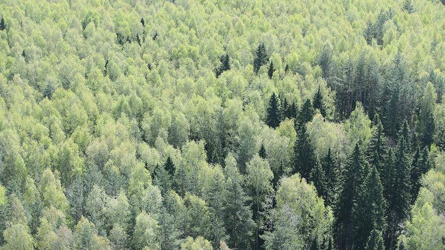 Ученый предсказал преобладание лиственных лесов над хвойными из-за пожаров - iz.ru - Россия