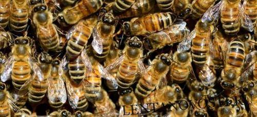 Мартин Лютер - «Пчелиный апокалипсис» угрожает продовольственным кризисом - lentanovosti.ru