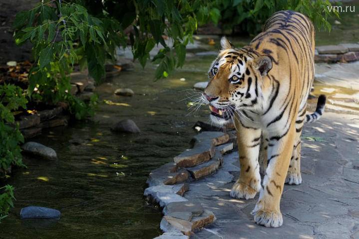 Московский зоопарк готовит документы для транспортировки амурского тигра в США - vm.ru - США - штат Небраска