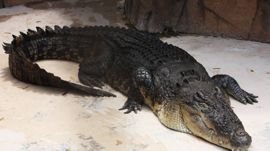 В Индии крокодил напал на собаку (ВИДЕО) - mir24.tv - Индия - штат Гуджарат