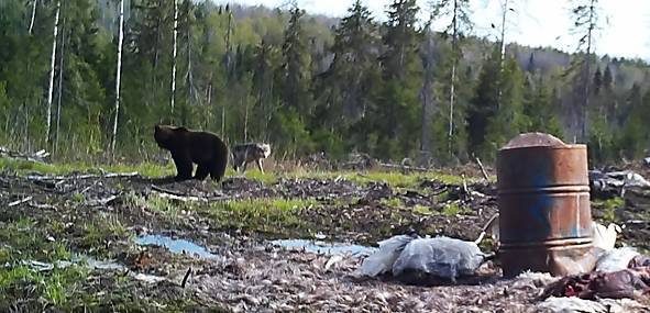 Медведей в Коми в три раза больше, чем волков - bnkomi.ru - Сыктывкар - район Удорский - Усинск