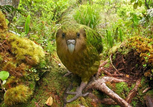 В Новой Зеландии обнаружены останки гигантского попугая - glavtema.ru - Новая Зеландия