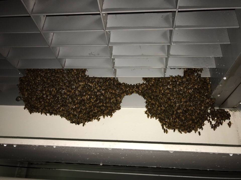 В США пчелы оккупировали паромную переправу - moya-planeta.ru - Нью-Йорк