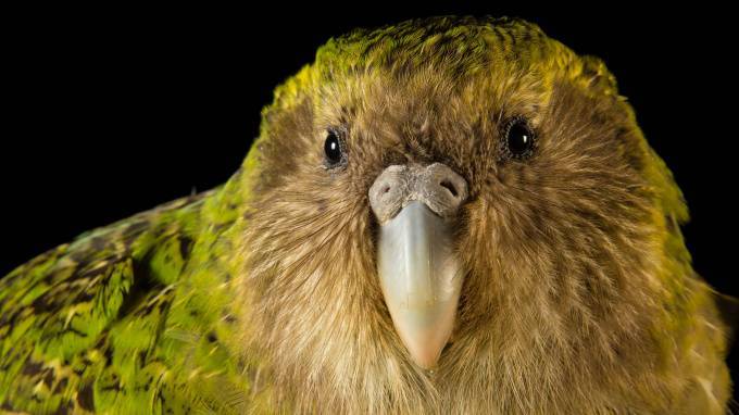 Ученые обнаружили&nbsp;гигантского&nbsp;попугая-каннибала - piter.tv - Новая Зеландия