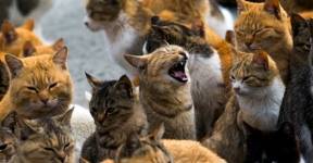 Thomas Peter - Тайные отравители убили десятки кошек в Японии - udf.by