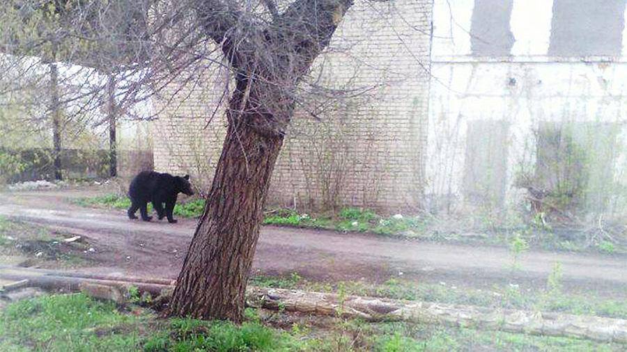 Зоозащитники пожалуются в СКР на застреливших медведя полицейских - iz.ru