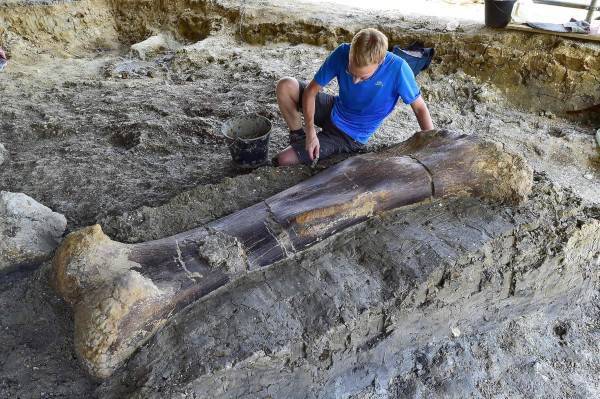 Палеонтологи обнаружили в Техасе останки странного динозавра - glavtema.ru - США - Техас