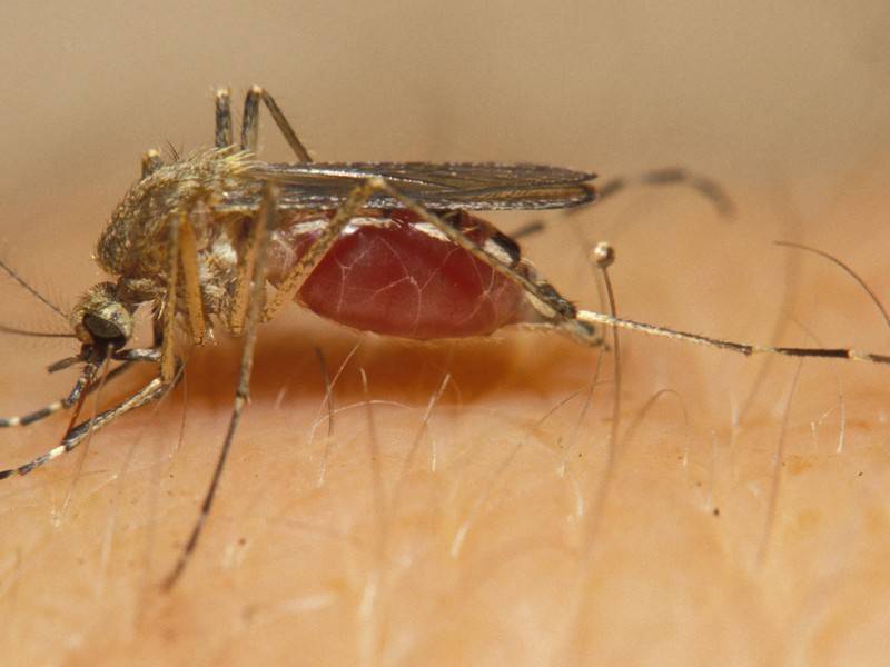Учёные выяснили, какую группу крови предпочитают комары - news.ru