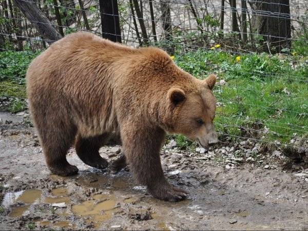 В центре Магадана полиция застрелила медведя-пестуна - polit.ru - Магадан
