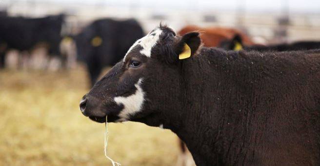Кражи крупного рогатого скота произошли в Таджикистане - dialog.tj - Таджикистан - район Гафуровский - Худжанд