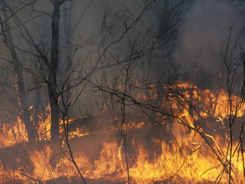 Эксперт рассказал о влиянии на здоровье дыма от лесных пожаров&nbsp; - news.ru