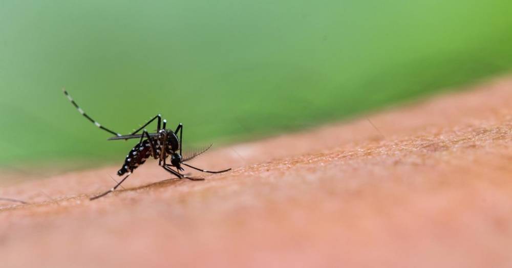 Каких людей комары кусают чаще - popmech.ru - Будущее