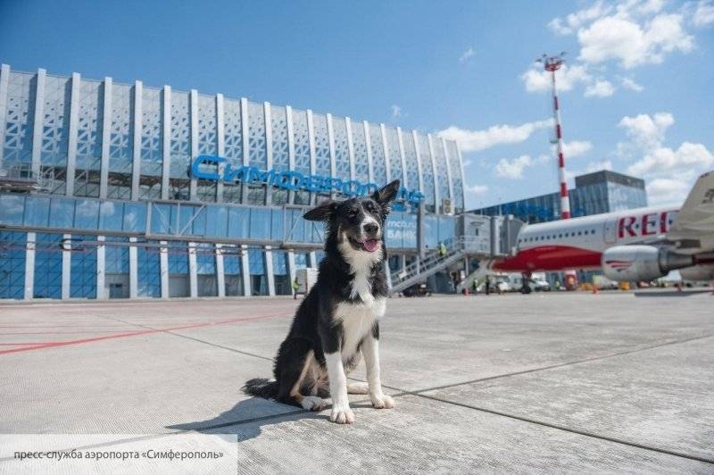 В Симферополе рассказали, как собака Алиса стала талисманом аэропорта - politros.com - Симферополь - Симферополь