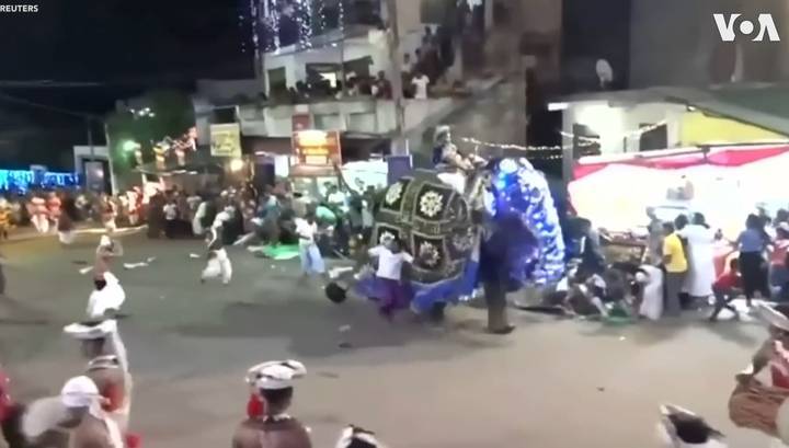 На Шри-Ланке во время праздника взбесившийся слон расшвырял людей - vesti.ru - Шри Ланка - Коломбо