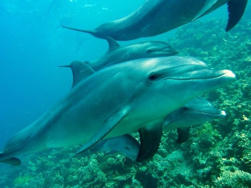 В Италии самка дельфина поблагодарила рыбаков, спасших её детёныша - news.ru - Италия - Севастополь