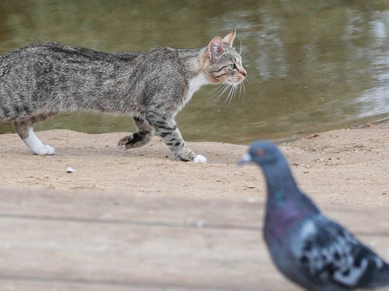 Заботливо погладивший птицу кот очаровал соцсети - news.ru