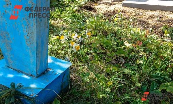 Почти по Летову: в Башкирии с могилы деда родственники собрали пять кило меда - fedpress.ru - Башкирия