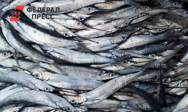 «Ловится и большая, и маленькая!» В ЯНАО бьют новые рекорды по добыче рыбы - fedpress.ru - Салехард - окр. Янао