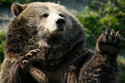 Хладнокровие спасло мужчин от смерти в лапах медведей - lenta.ru - USA - шт.Аляска - state Alaska