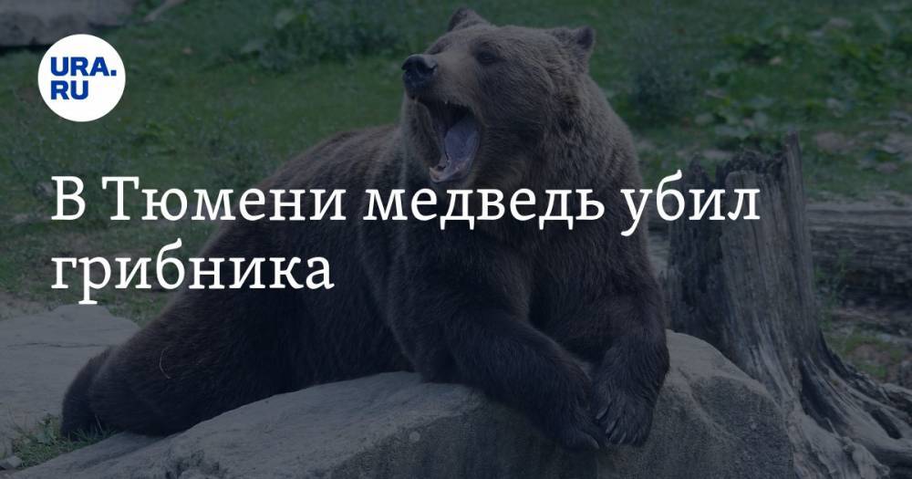 В Тюмени медведь убил грибника - ura.news - Тюменская обл. - район Уватский
