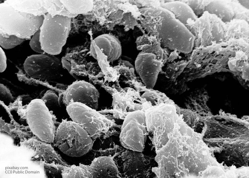 Ученые рассказали, зачем нужна бактериальная карта человеческого организма - politros.com
