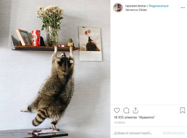 Толстый ползающий енот из Кемерово стал звездой Instagram - inforeactor.ru