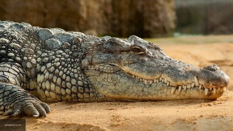 Фидель Кастро - Крокодил заживо съел подростка на глазах у его дяди - nation-news.ru - Швеция - Филиппины