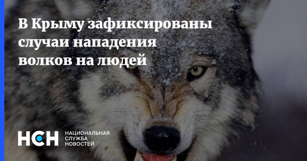 В Крыму зафиксированы случаи нападения волков на людей - nsn.fm - Крым - Симферополь - район Симферопольский