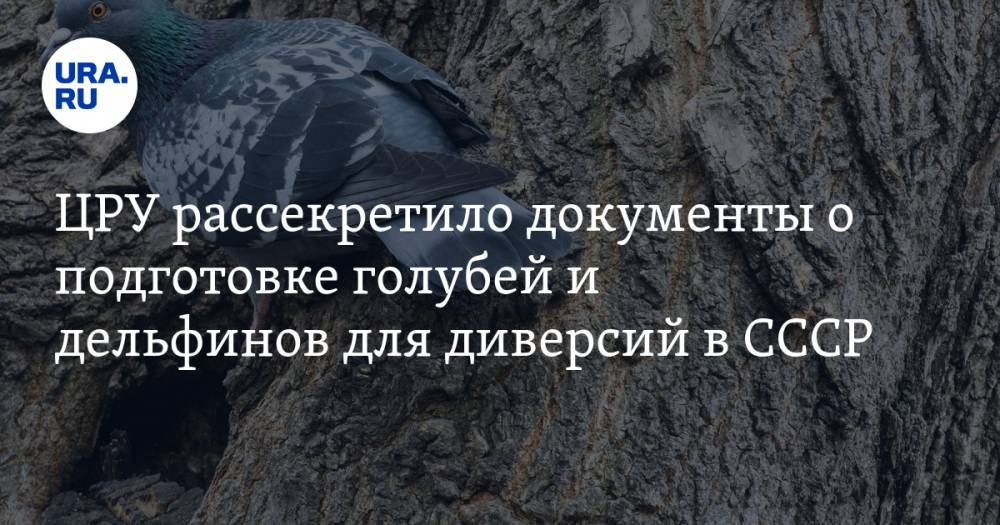 ЦРУ рассекретило документы о подготовке голубей и дельфинов для диверсий в СССР - ura.news - США