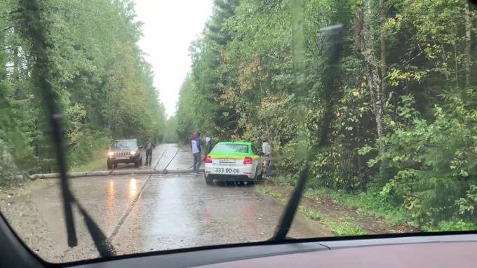 На автодорогу в Зеленогорске рухнуло дерево - piter.tv - Зеленогорск