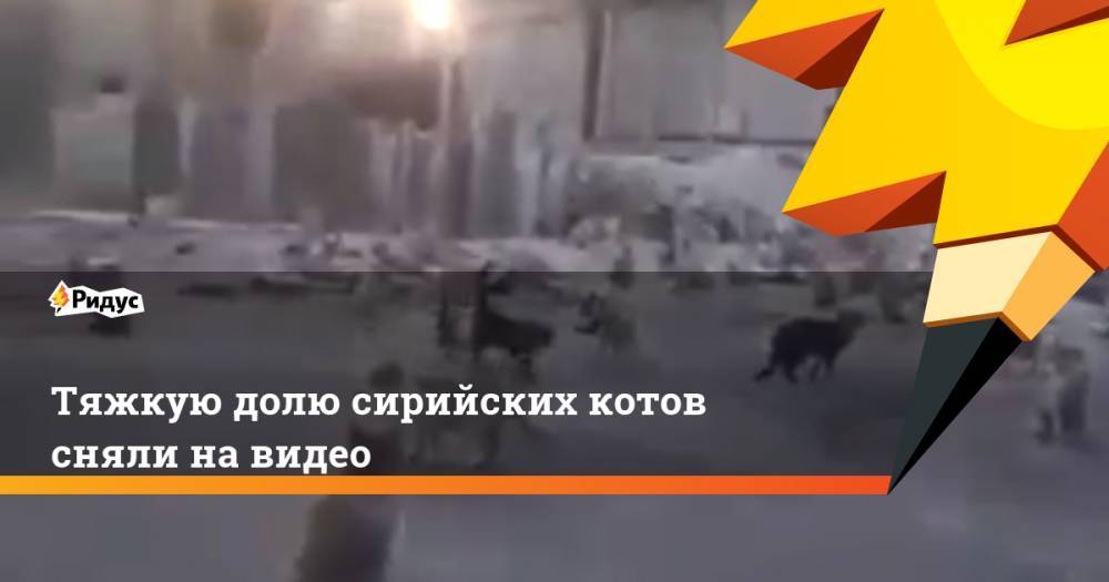 Тяжкую долю сирийских котов сняли на видео - ridus.ru - Сирия