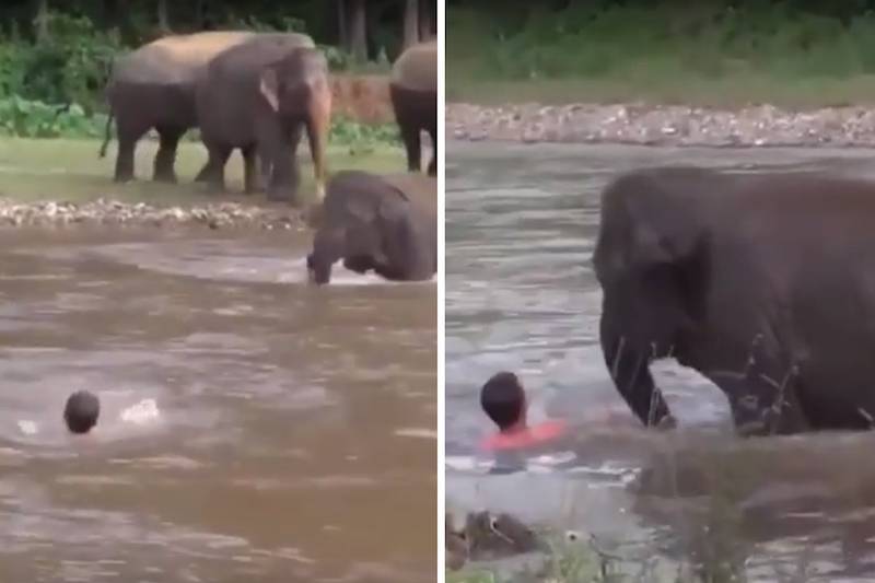Чуткий слоненок бросился спасать человека и умилил сети - bloknot.ru