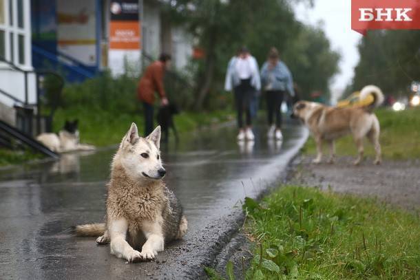 Виктор Бобыря - Отлов бродячих собак обязали снимать на видео - bnkomi.ru - Россия