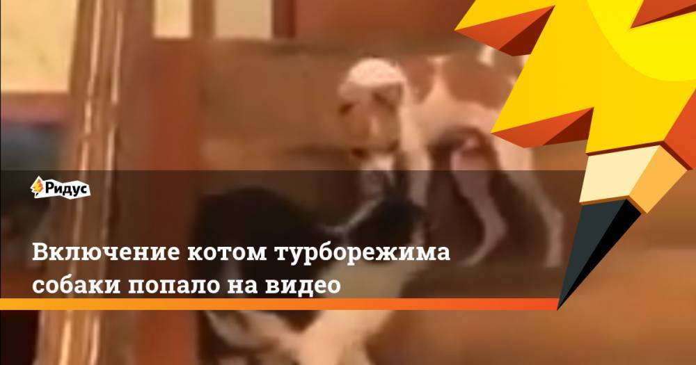 Включение котом турборежима собаки попало на видео - ridus.ru