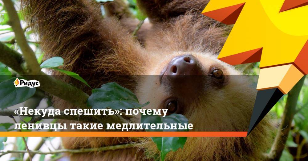 «Некуда спешить»: почему ленивцы такие медлительные - ridus.ru