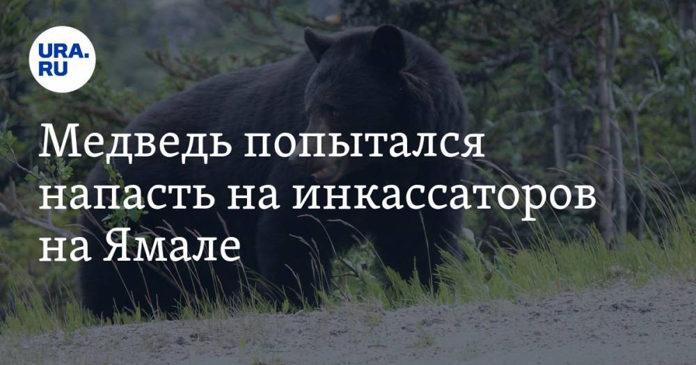 Медведь попытался напасть на инкассаторов на Ямале. ВИДЕО - ura.news - окр. Янао - район Надымский