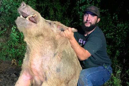 Охотники поймали огромного 180-килограммового кабана - lenta.ru - Техас - USA - Сан-Антонио
